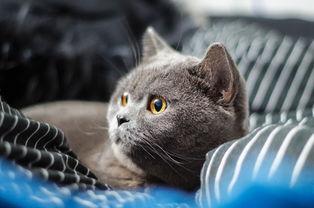 蓝猫娱乐圈吃瓜